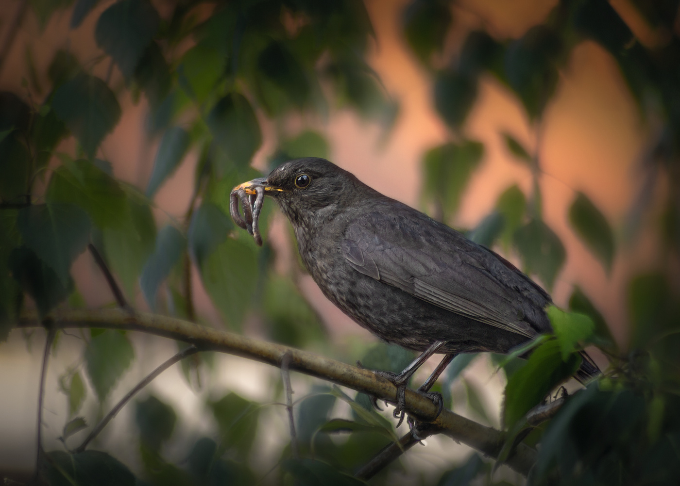 В семейных хлопотах.