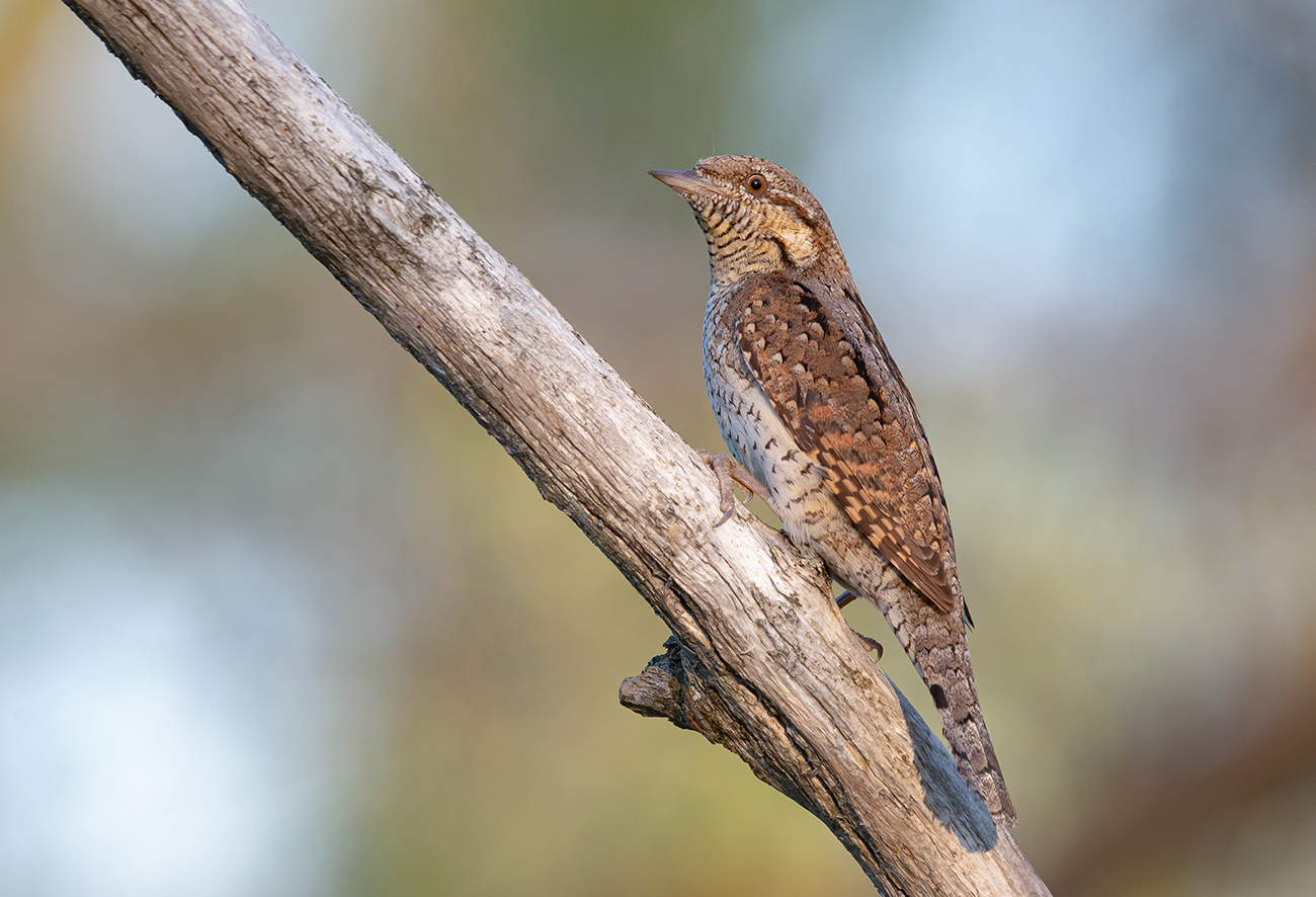 Вертишейка