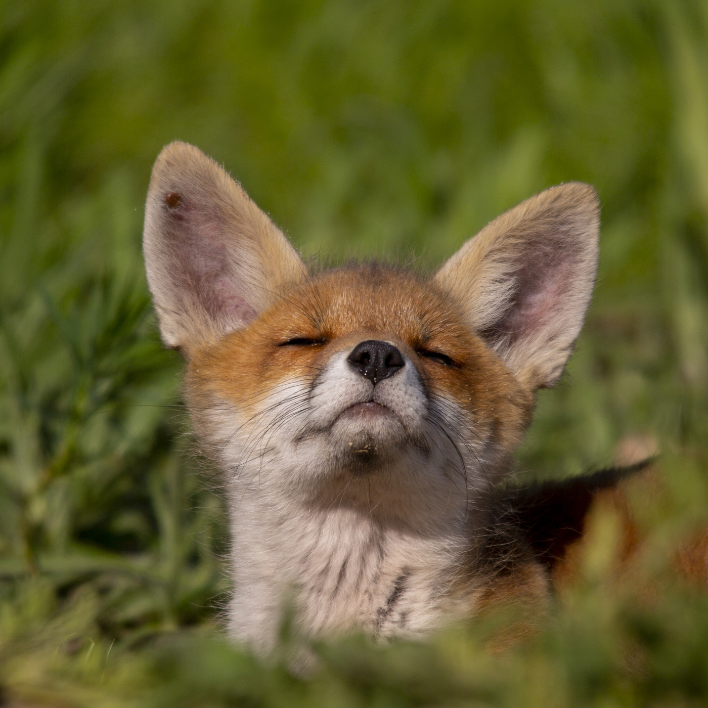 Лисенок Вук