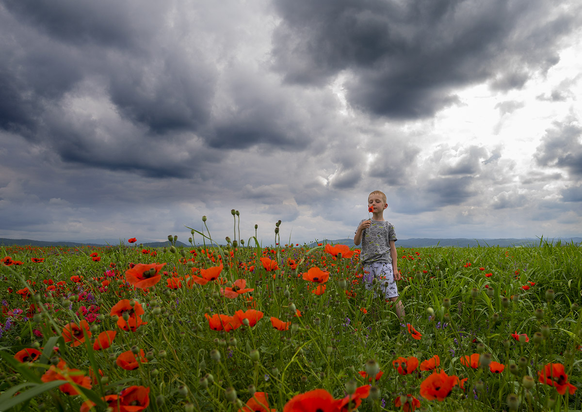 Аромат маков