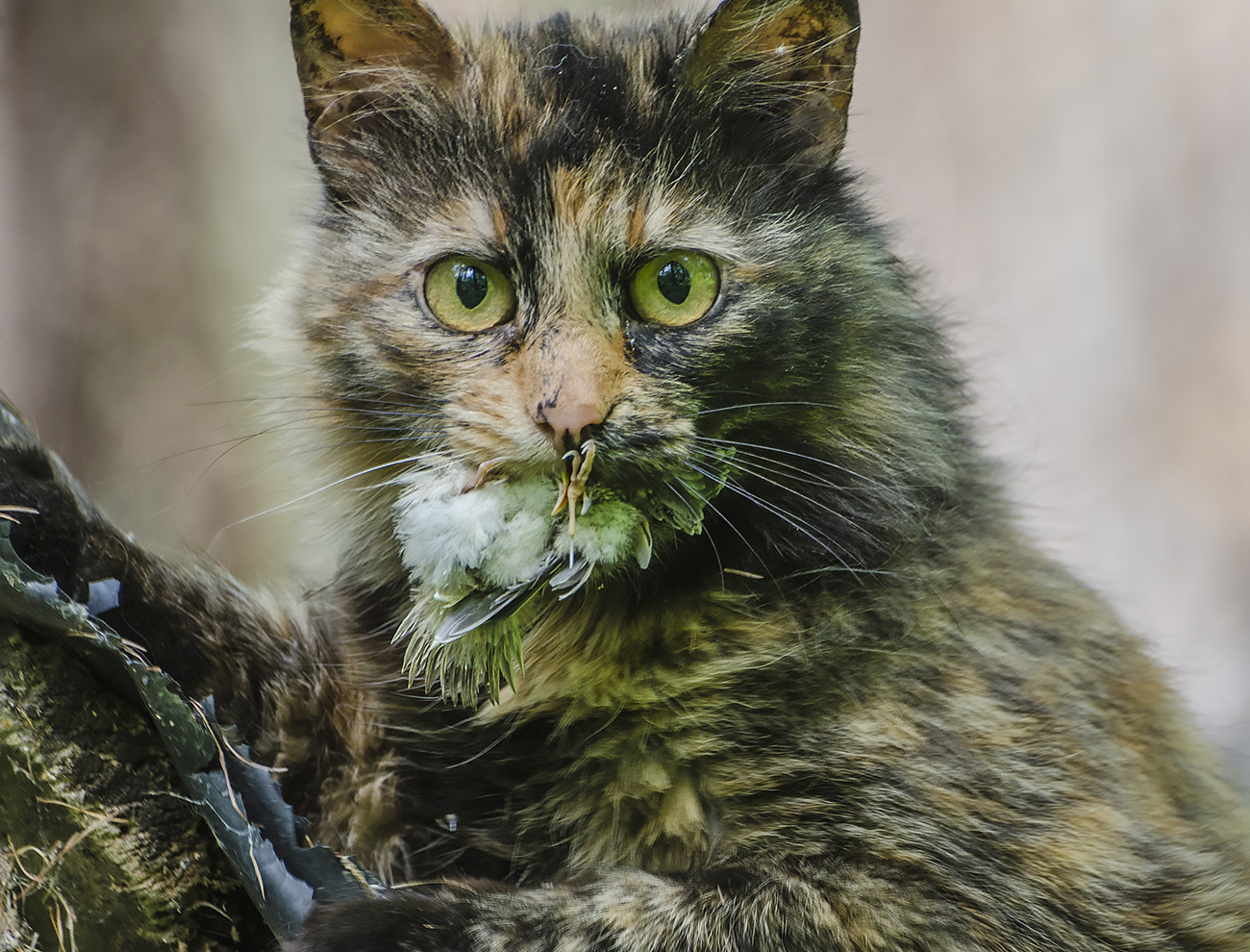 Инстинкт охотника