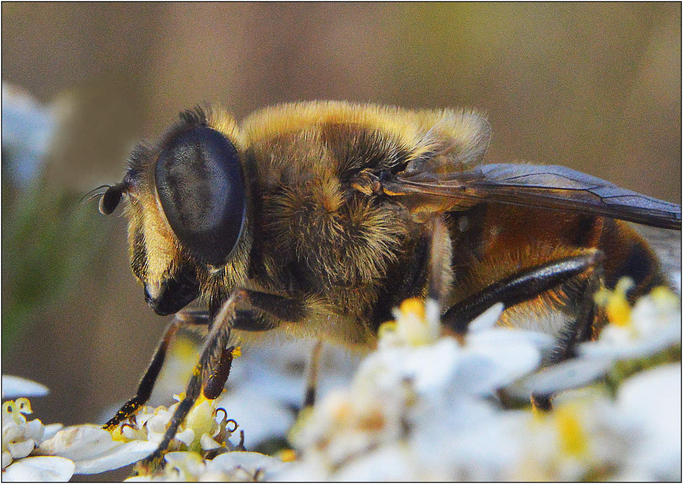 А мех-то, натуральный.