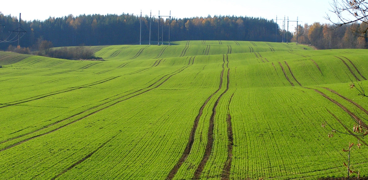 Ковровые дорожки...