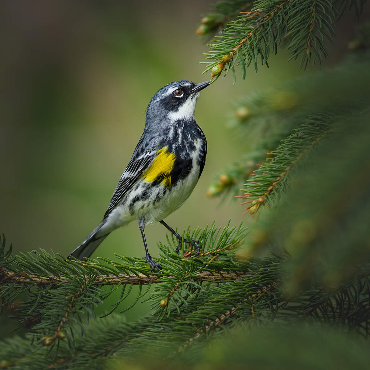 Yellow-rumped Warbler