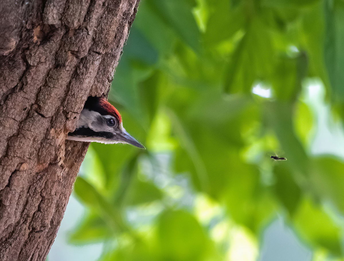 Оса и дятел