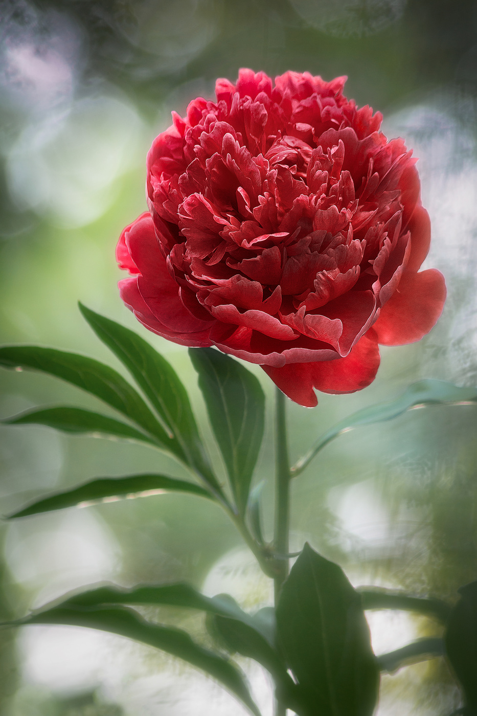 Пион - предвестник лета.