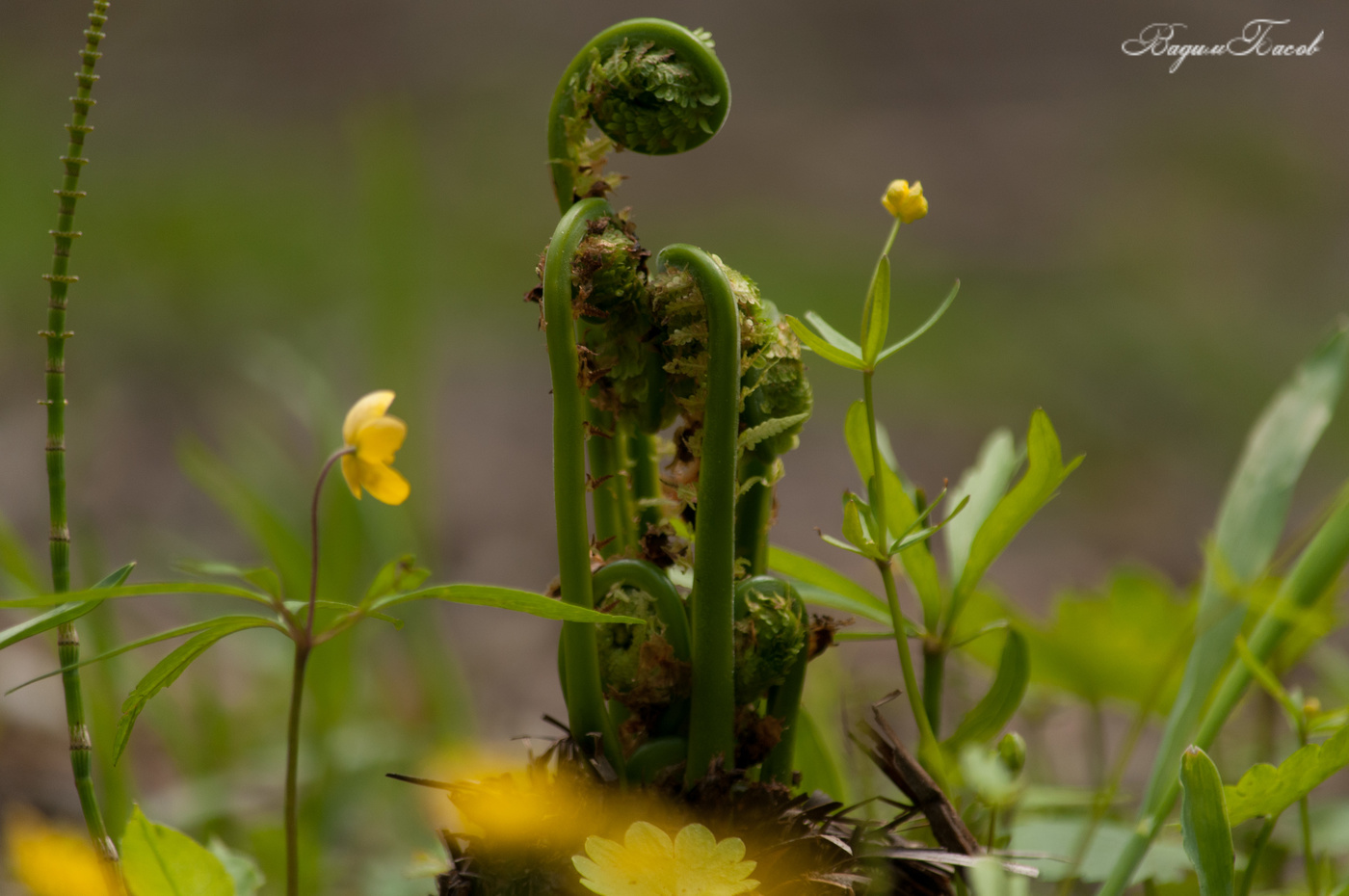 Папоротник лесной