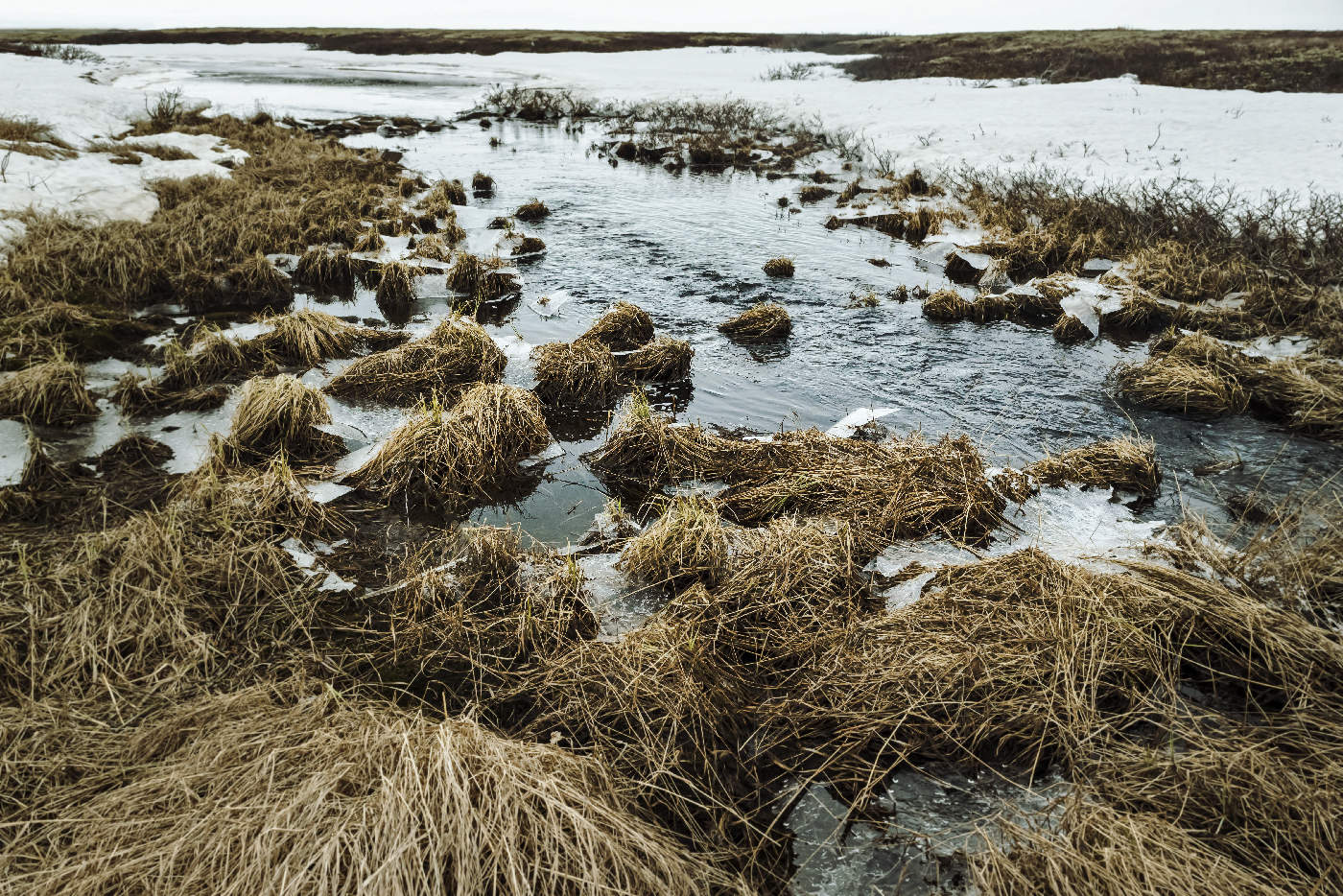 Весна в тундре