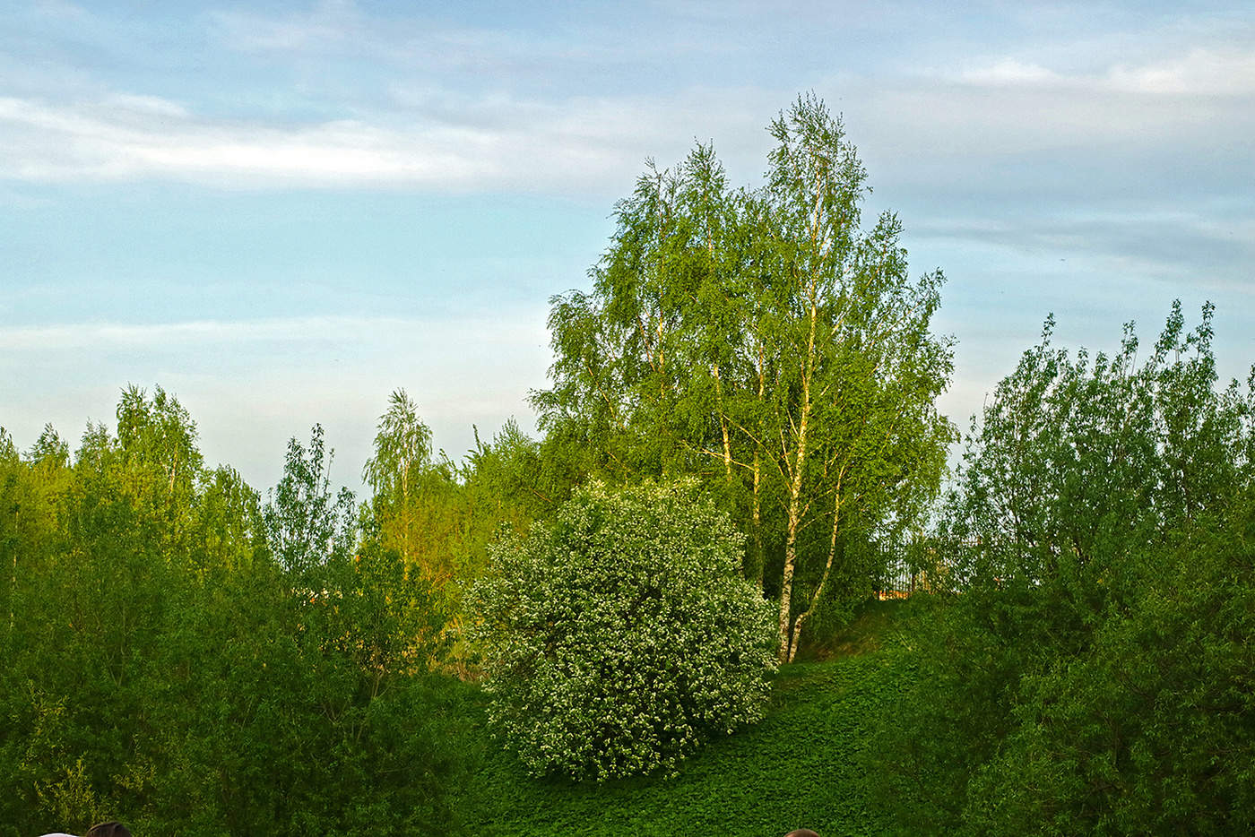 Майский пейзаж