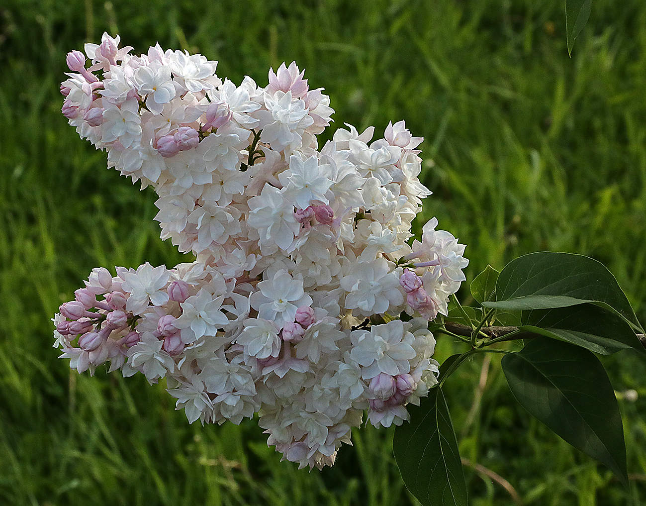 Махровая сирень-красавица