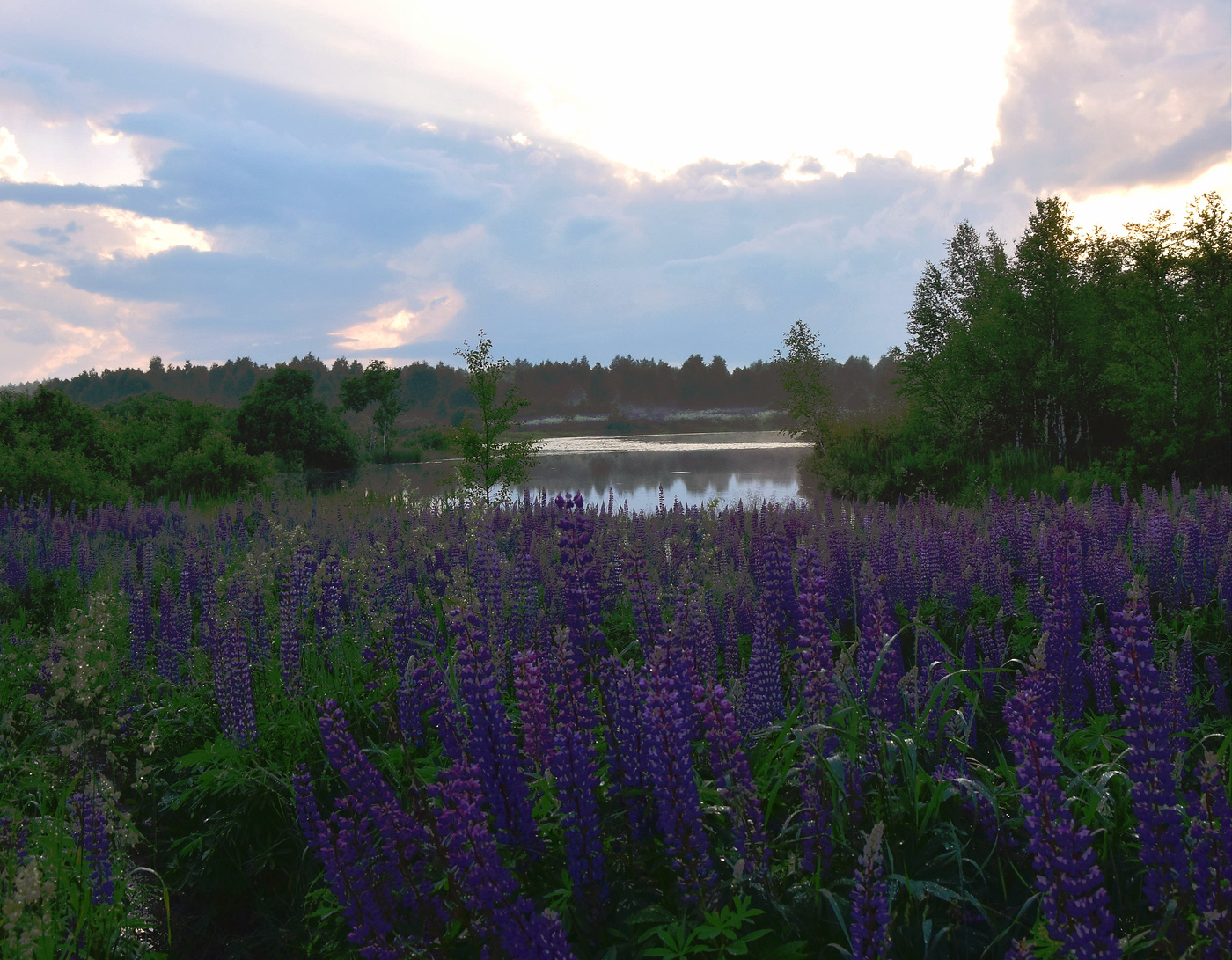 В краю люпинов