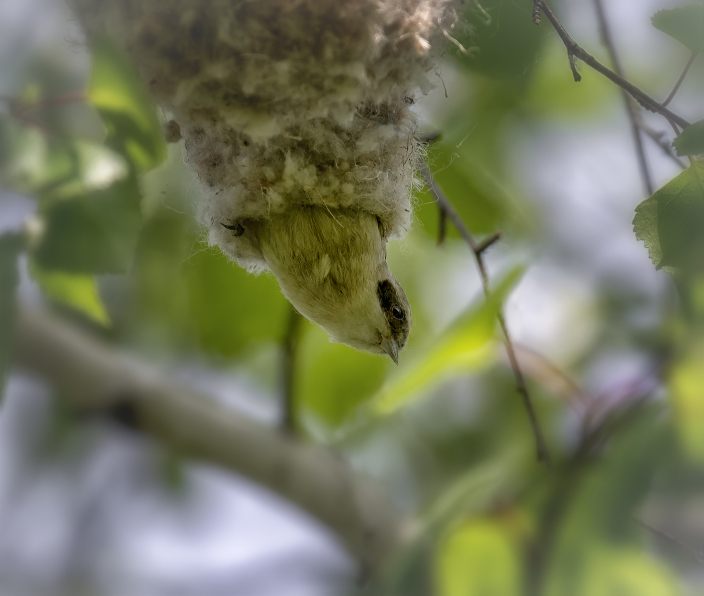 ремез вылетает из гнезда