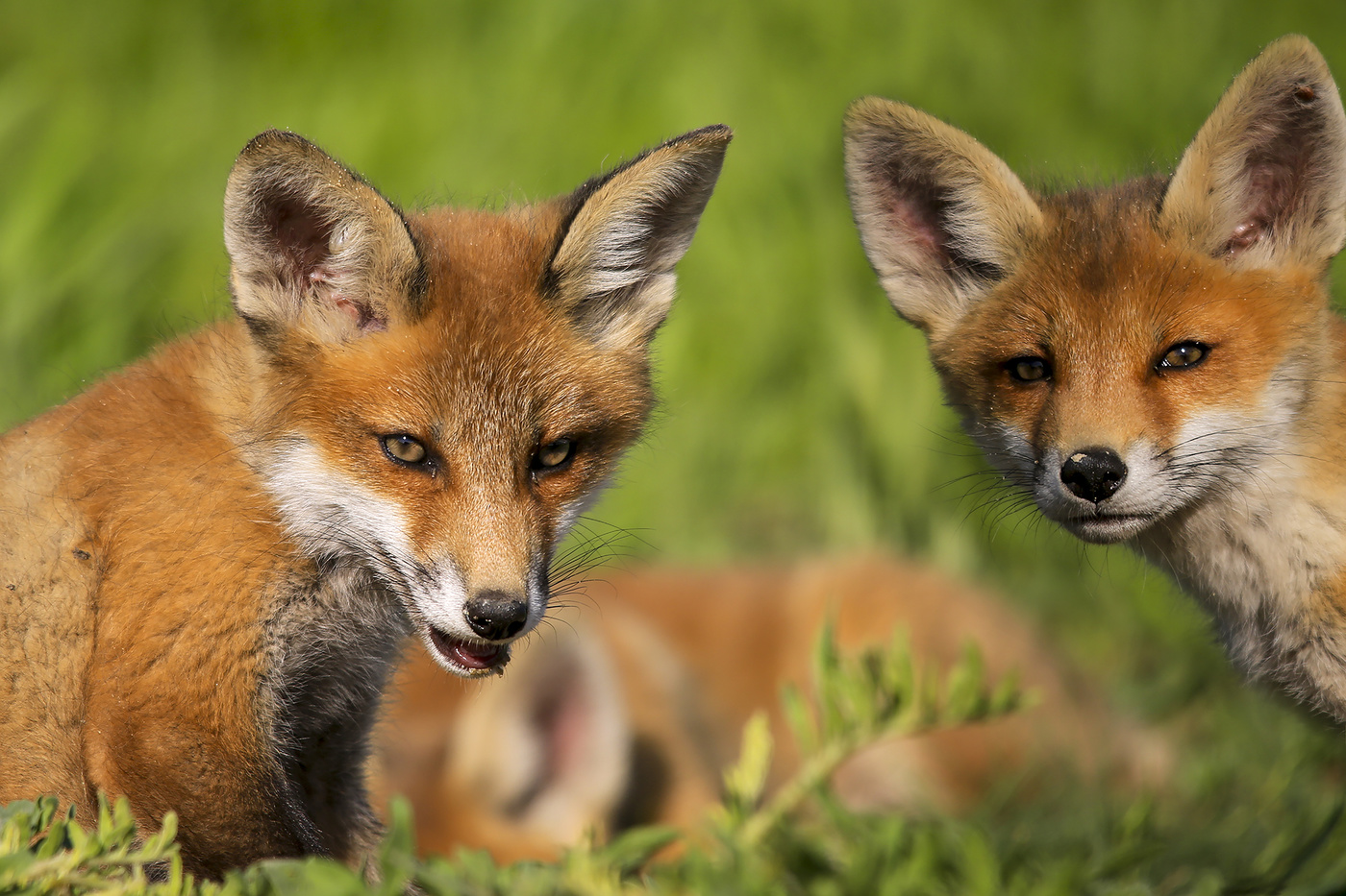 и я посмотреть..