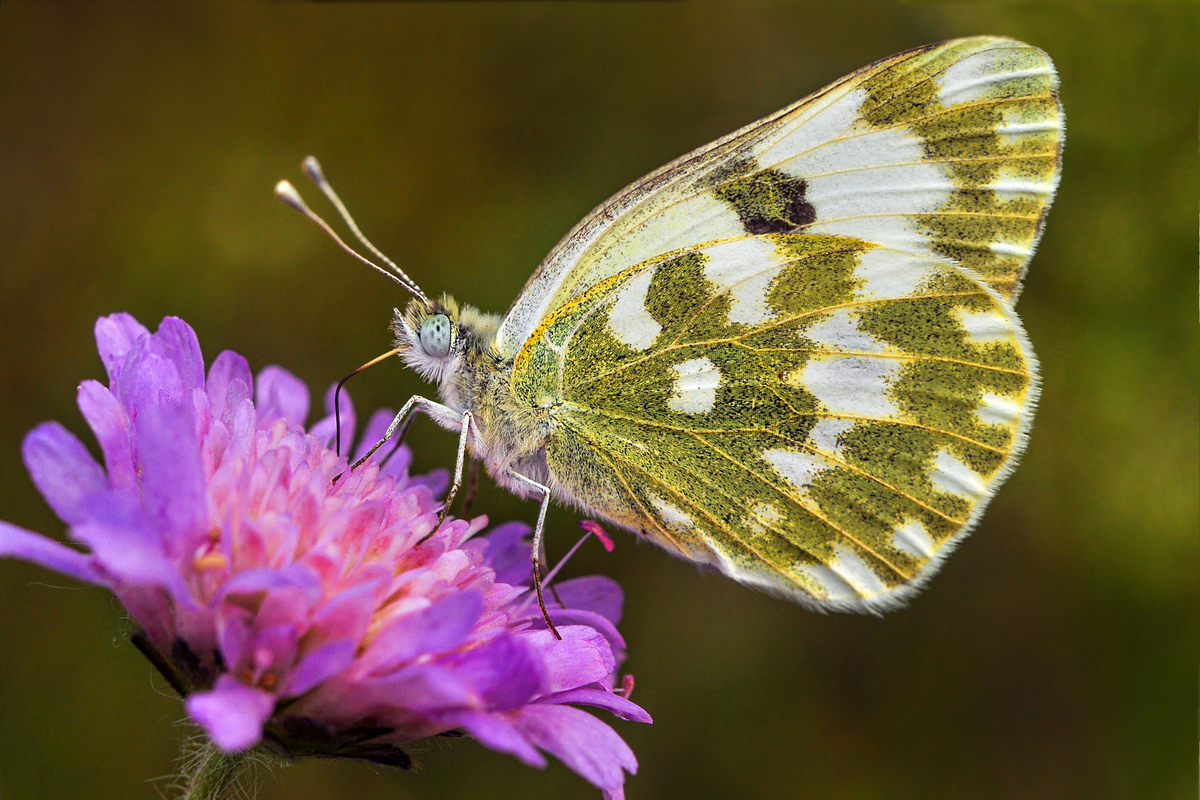 Рапсовая белянка на цветке короставника