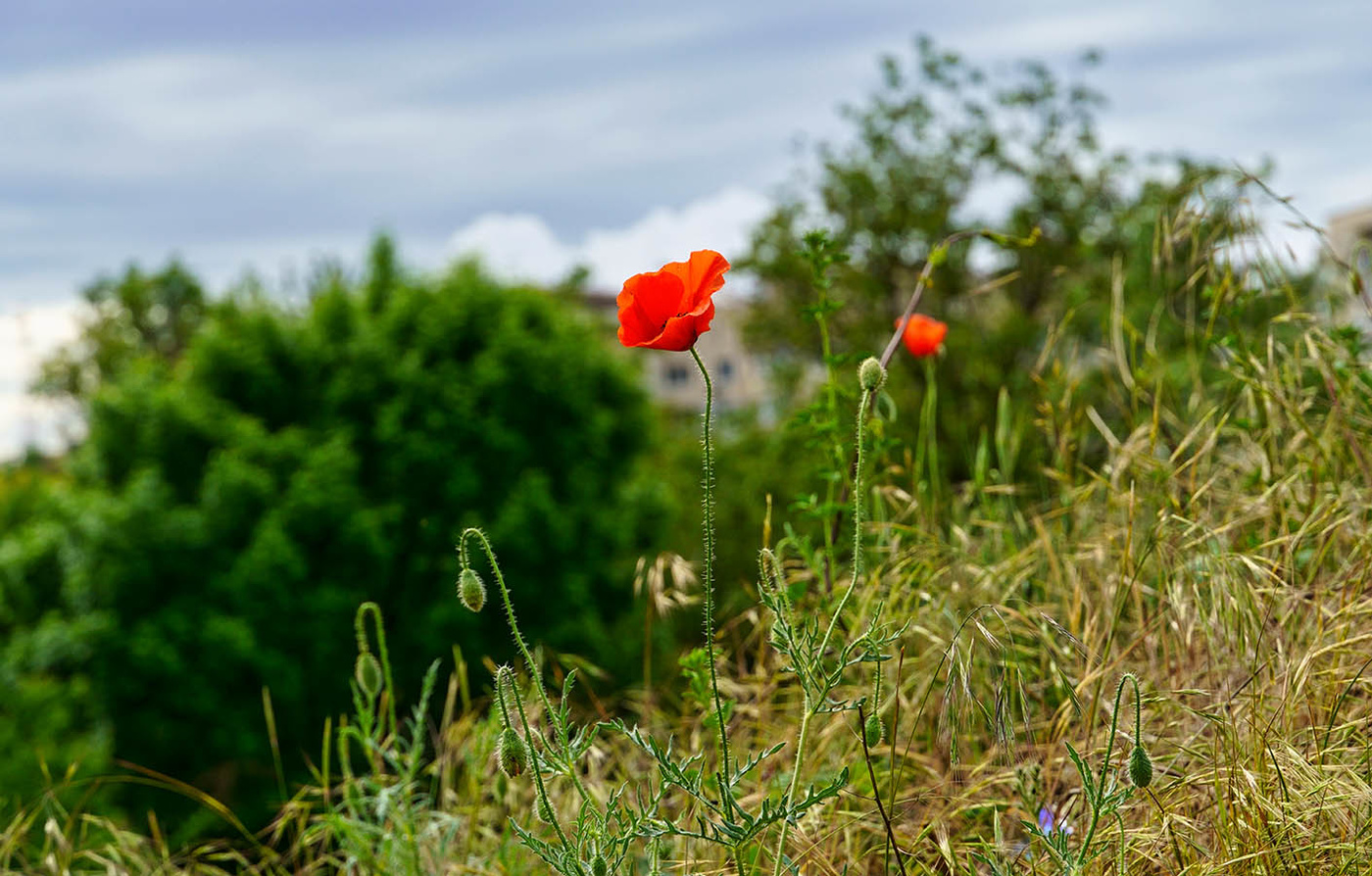 За окошком месяц май