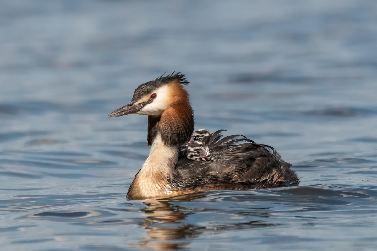 Чомга с детишками.