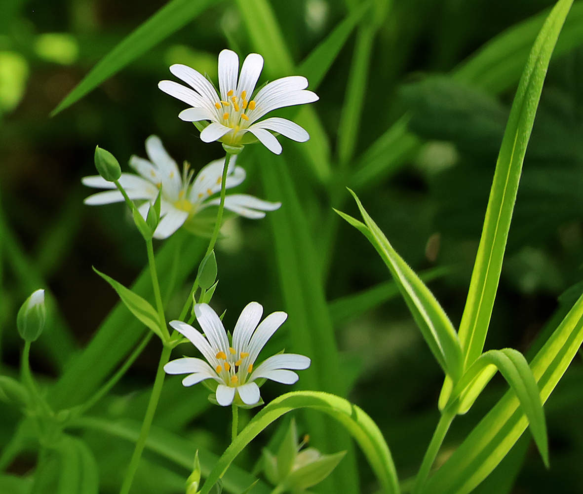 Весеннее трио