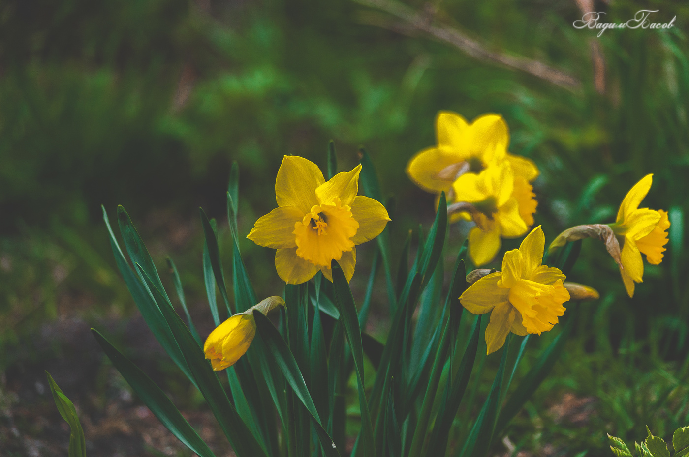 Нарцисс желтый