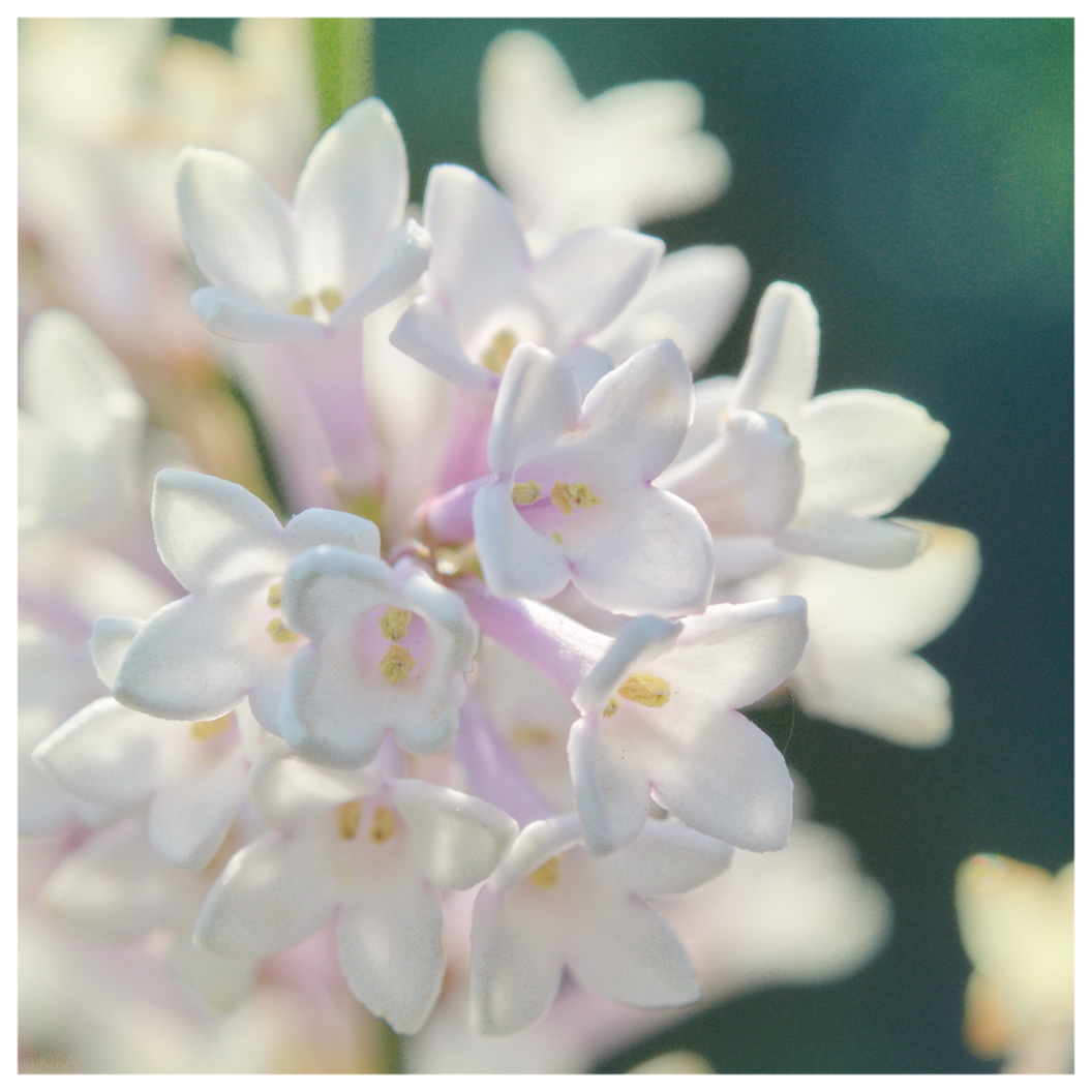 За окошком месяц май