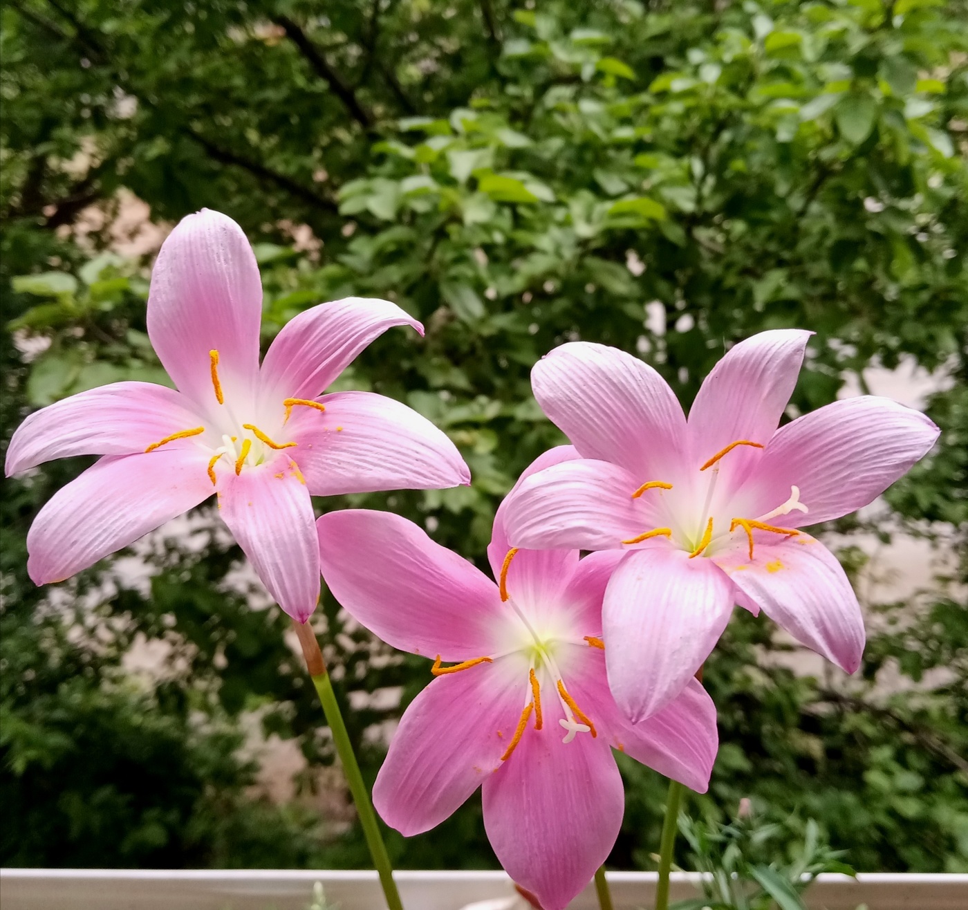 За окошком месяц май