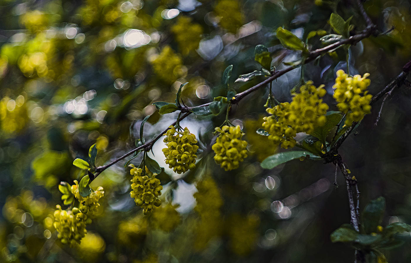 Май, яркий май