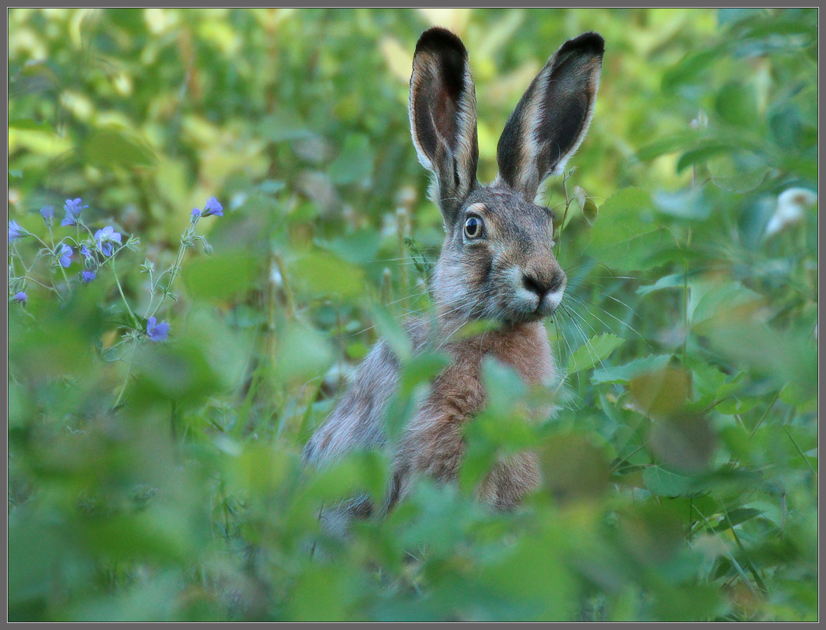 "Ходют тут всякие!"
