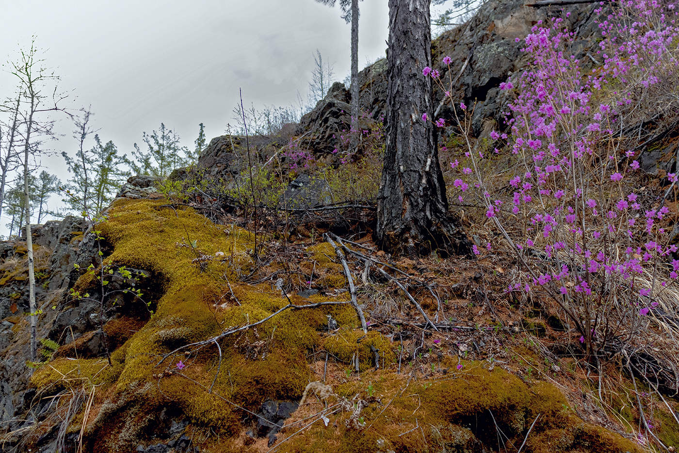 Хмурый день