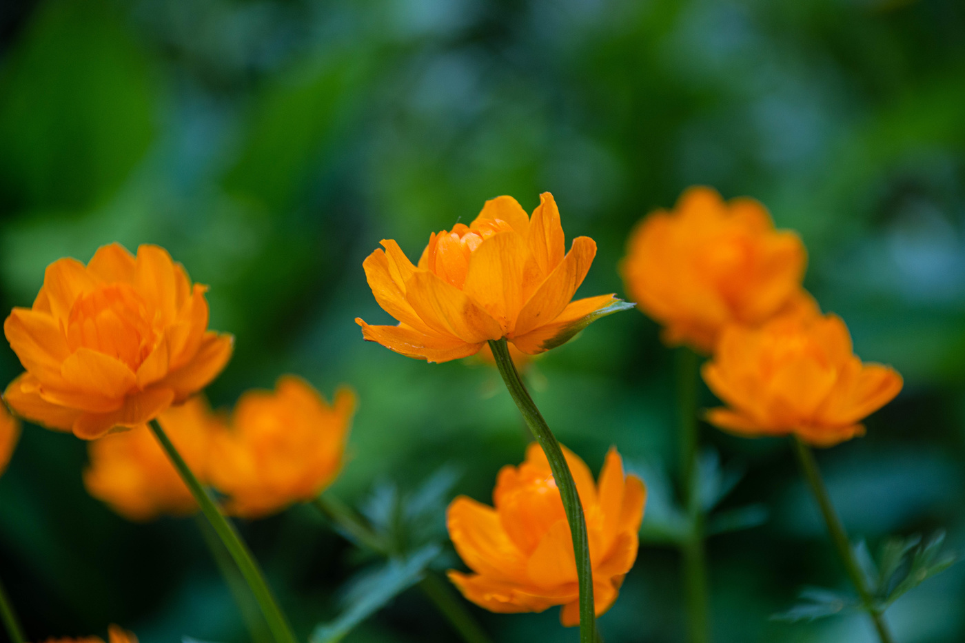 Весенние краски