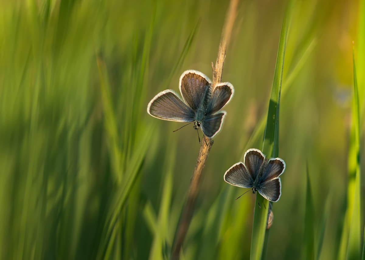 Сезон бабочек