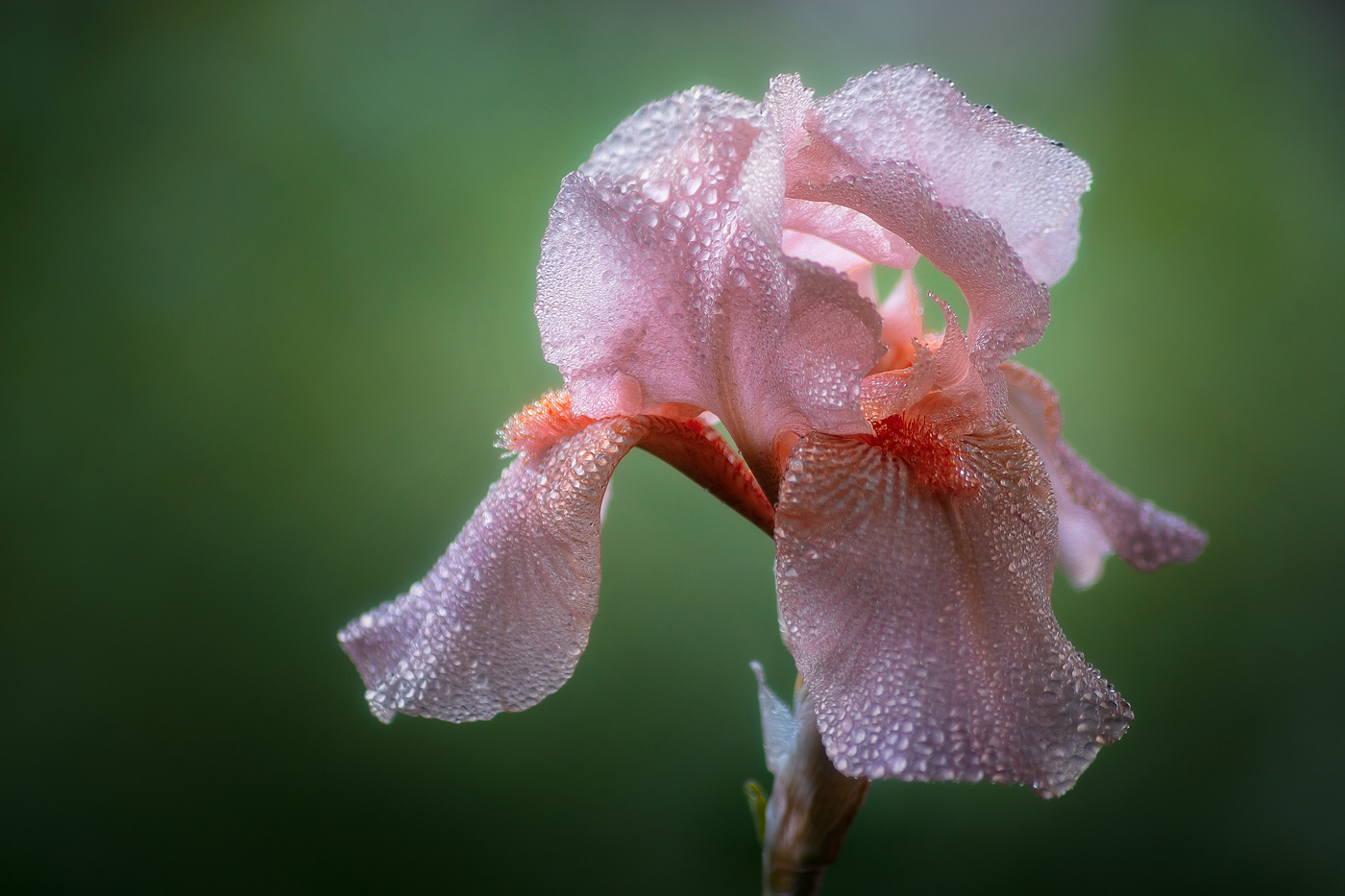 ''Хрустальный" ирис.