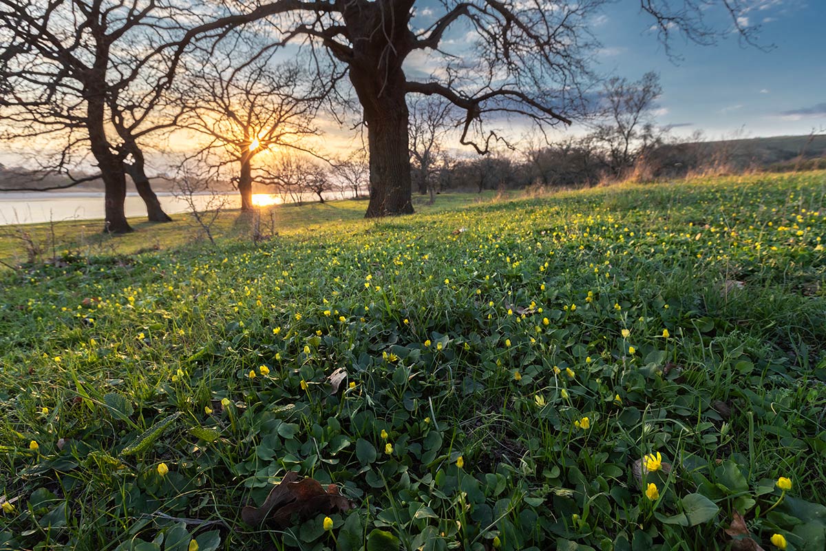 Под дубами у реки