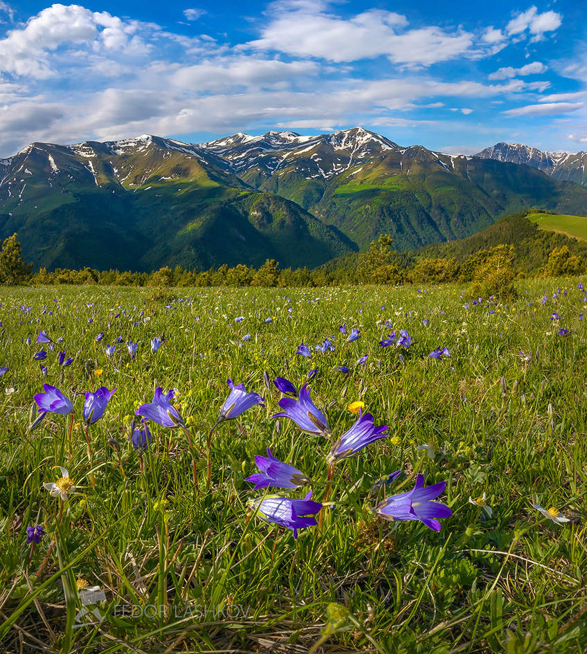 Колокольчики в Архызе!