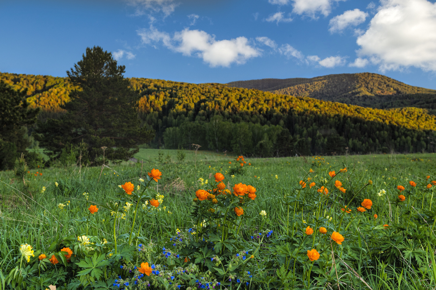 майский Алтай