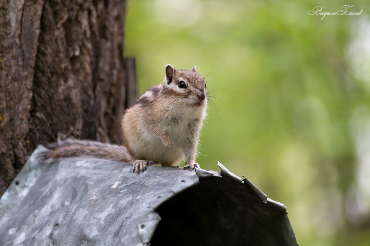 бурундук-шустрик