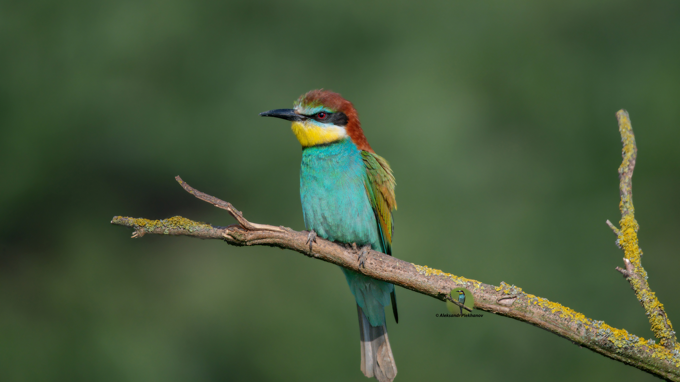 Совсем один