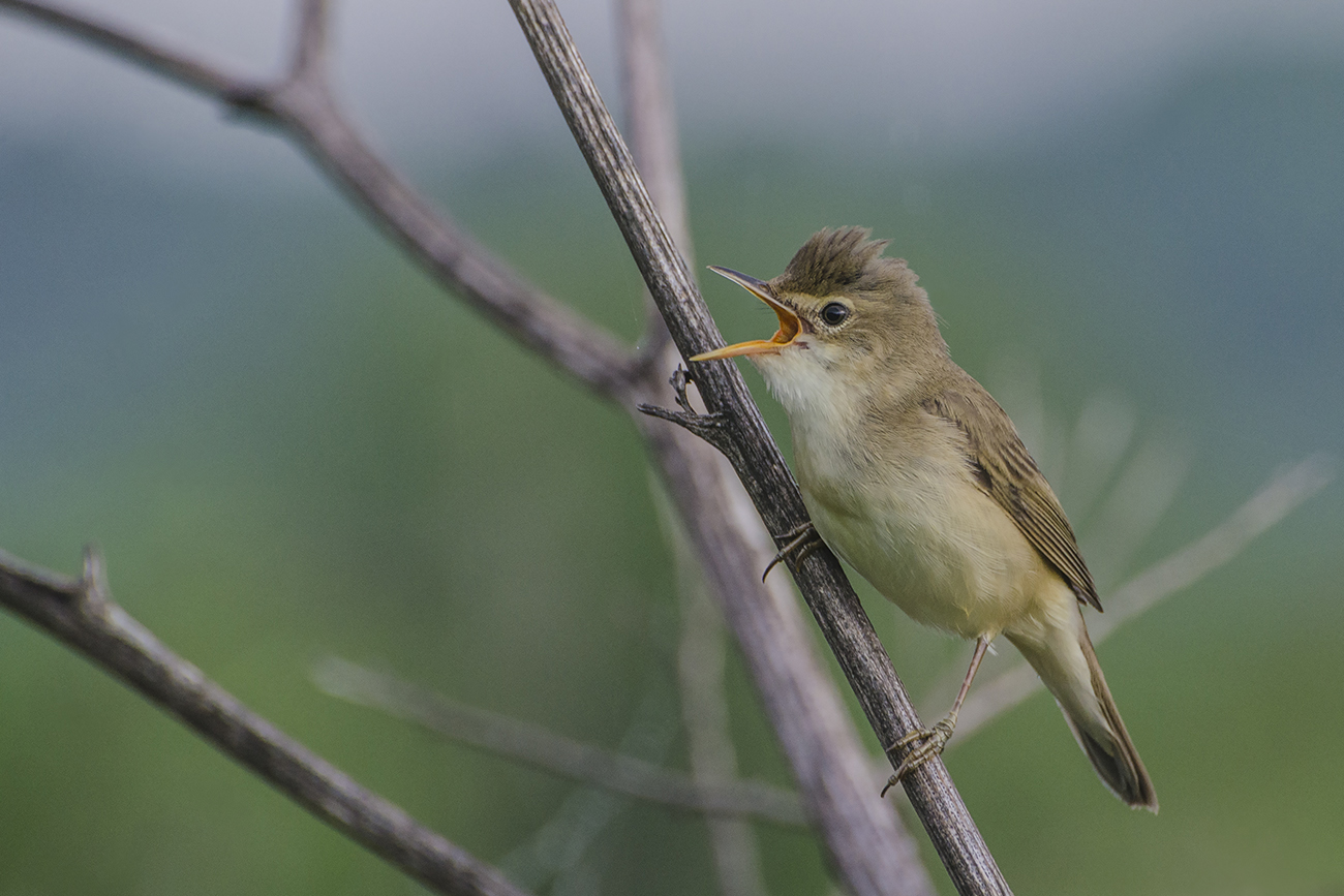 Весенняя песня камышовки