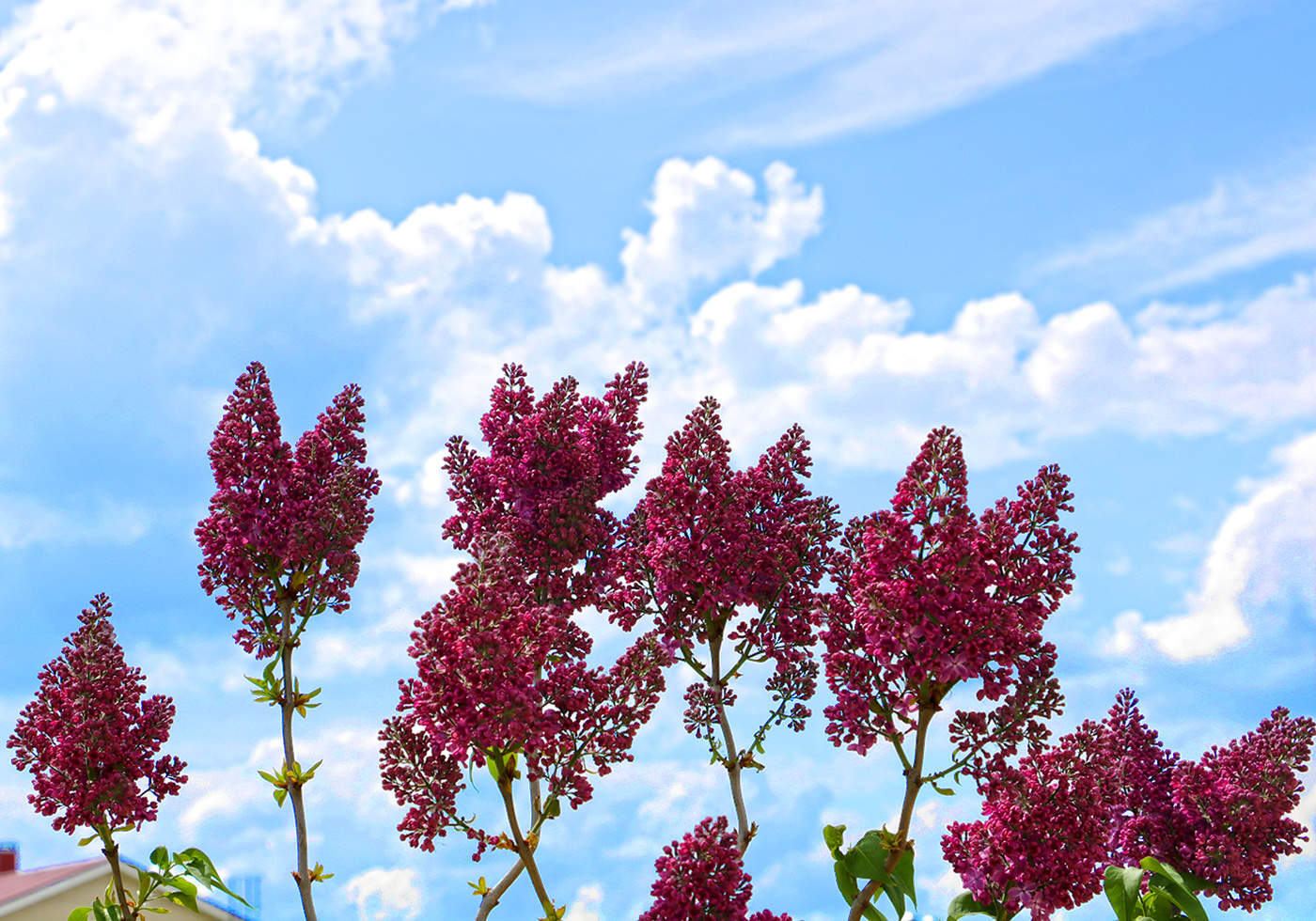 Витающая в облаках