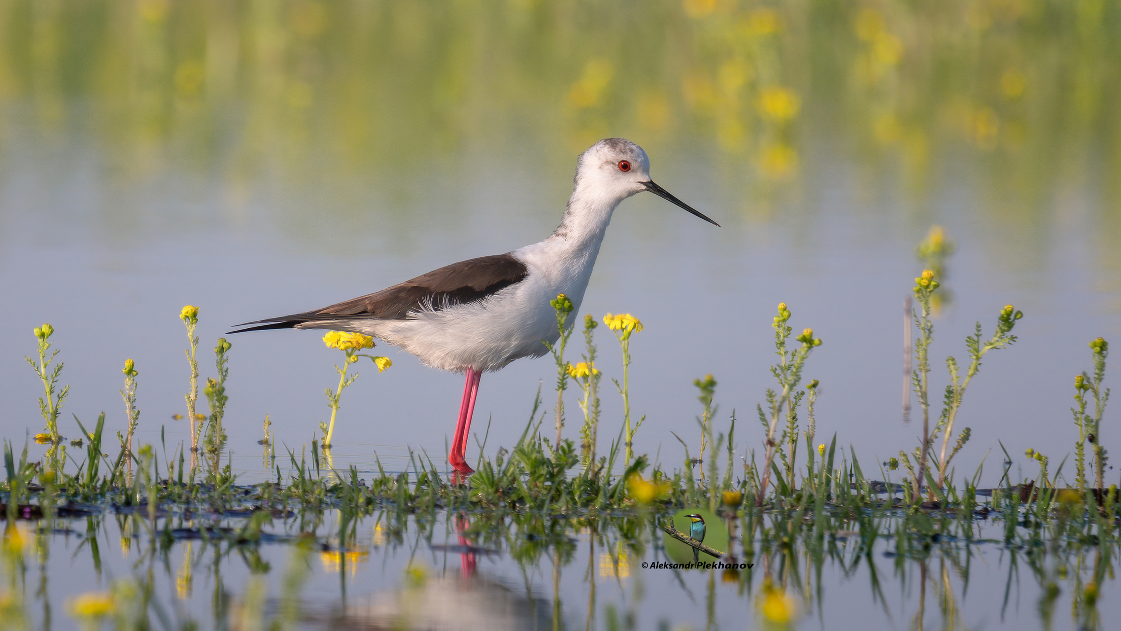 Любитель утренних пейзажей