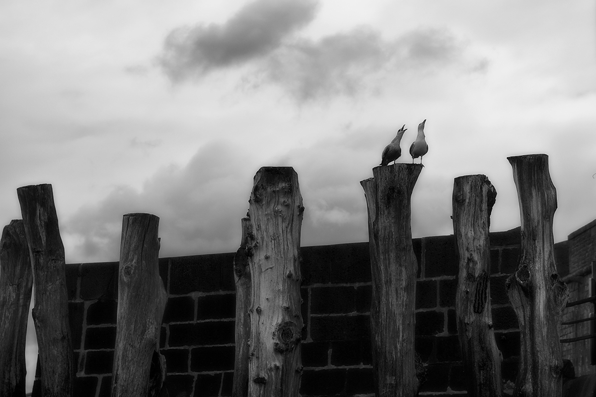 Бретонское хокку