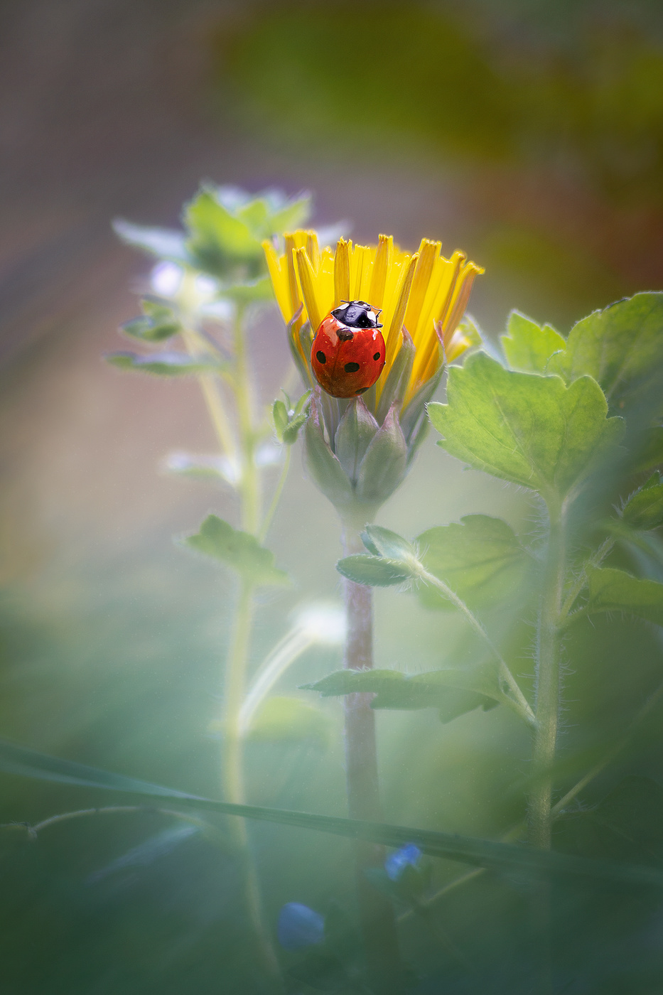 С первым днём лета!