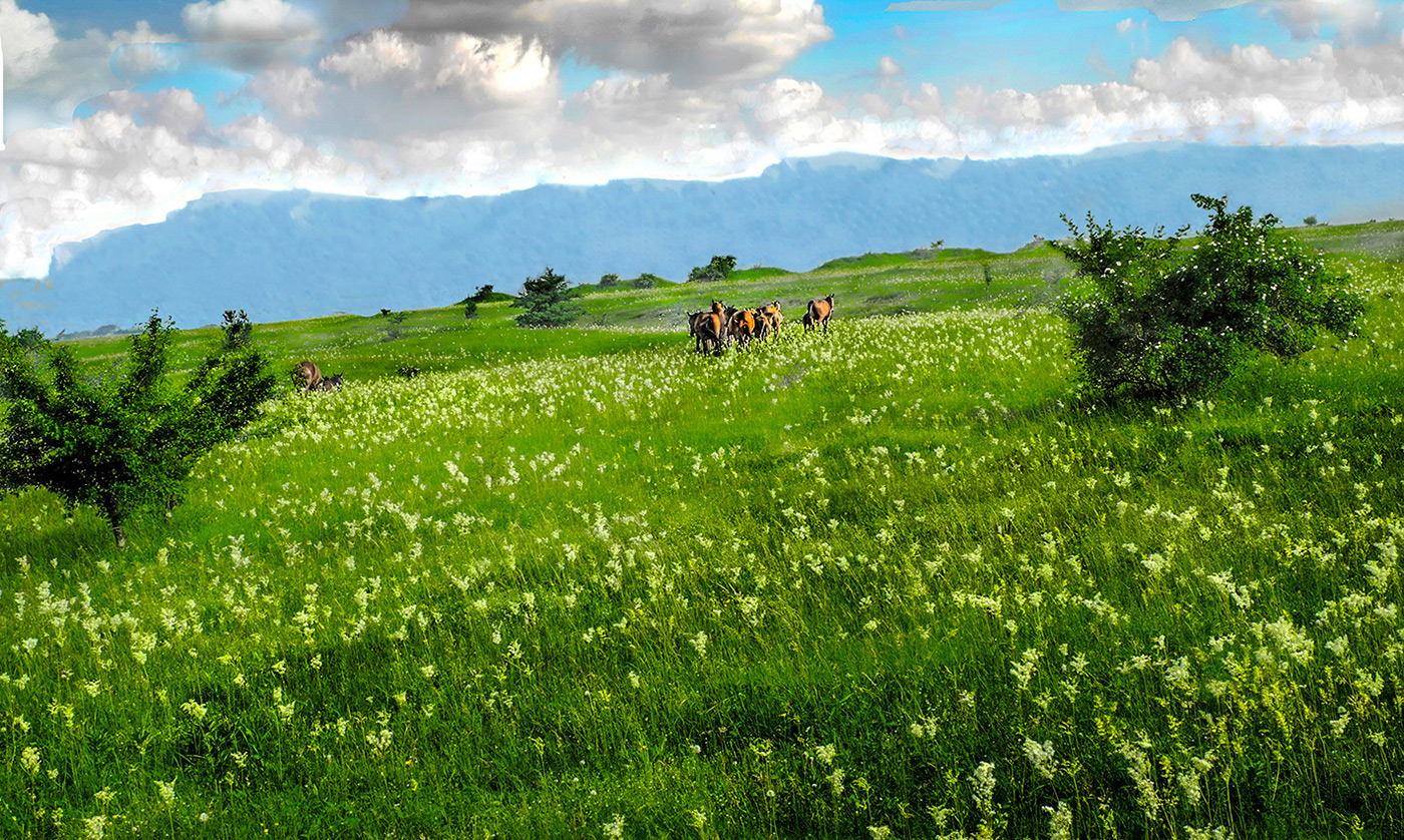 Цветы под ногами.