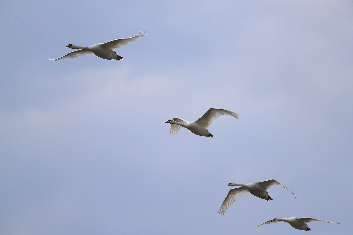 всё выше, выше, и выше