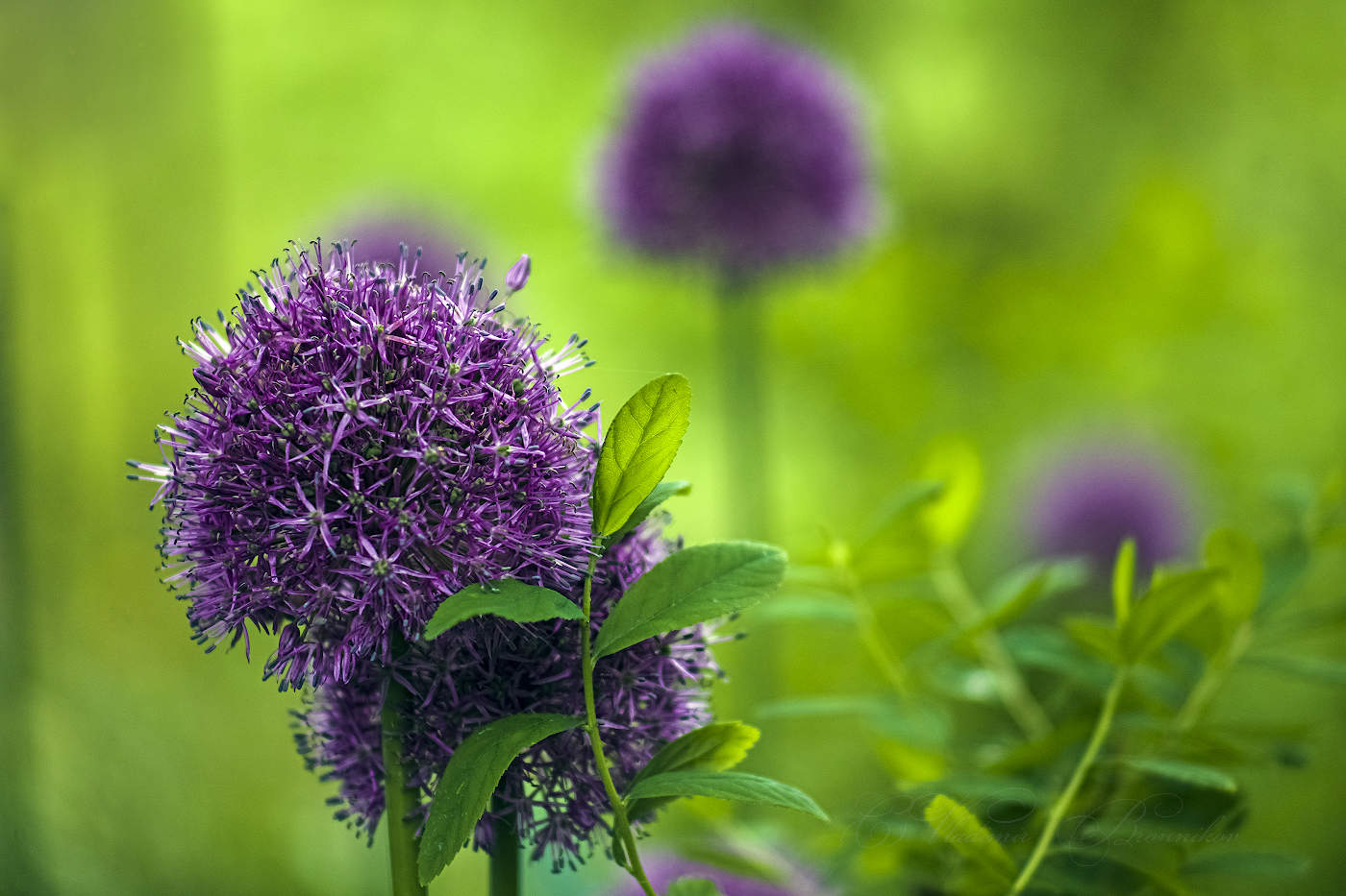 Декоративный лук