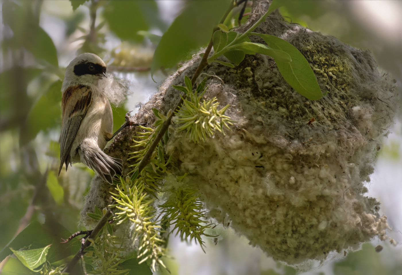Ремез .. заботы.