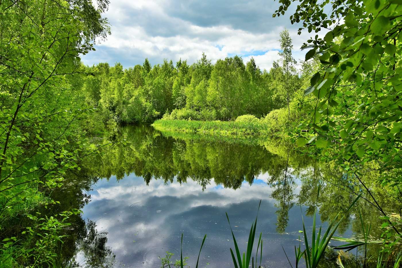 "И как в зеркале, меж тростников, с берегов опрокинулся лес..."
