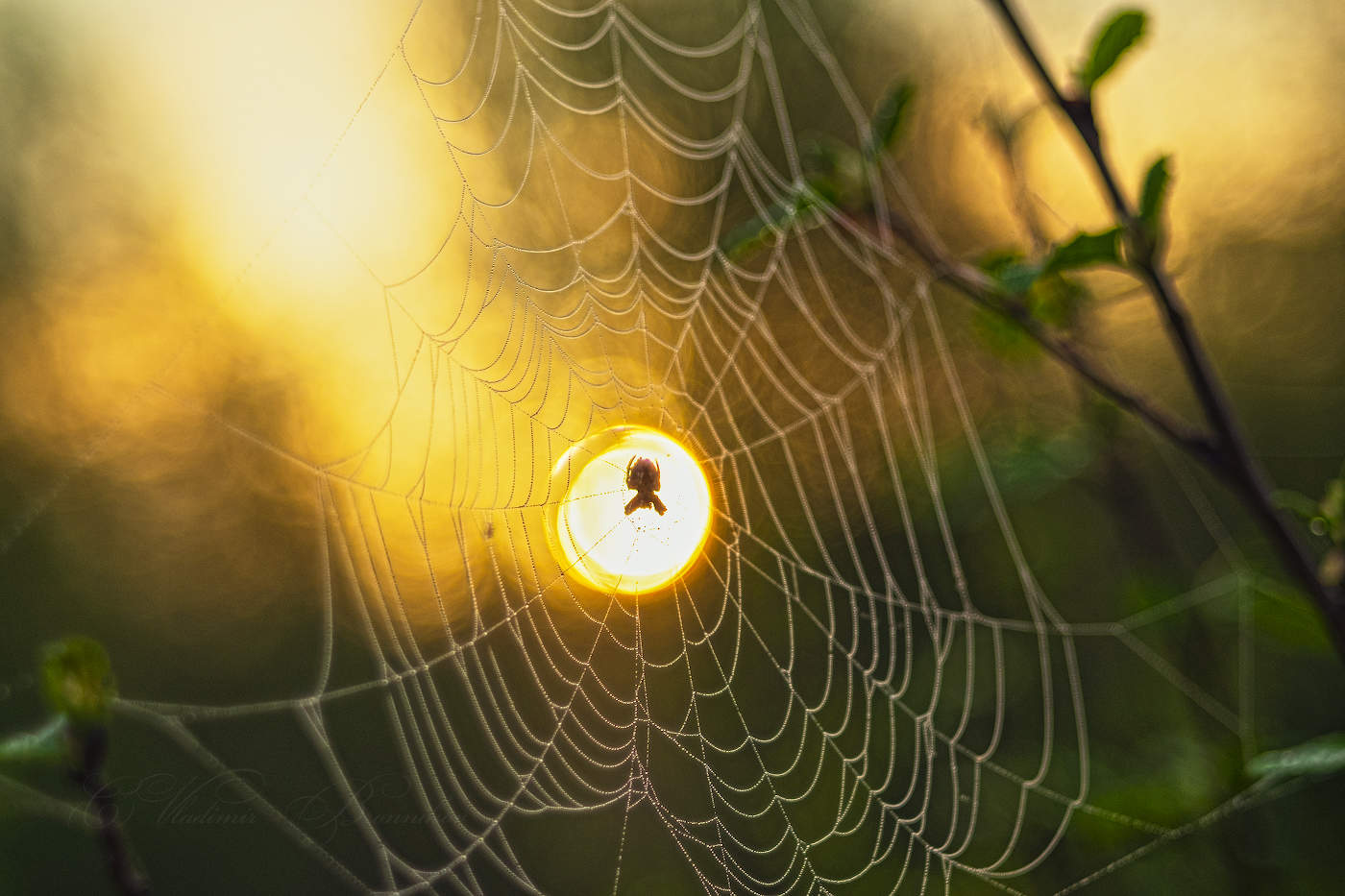 Солнечный паук