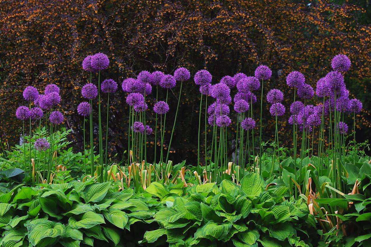 Декоративный лук Аллиум !!!