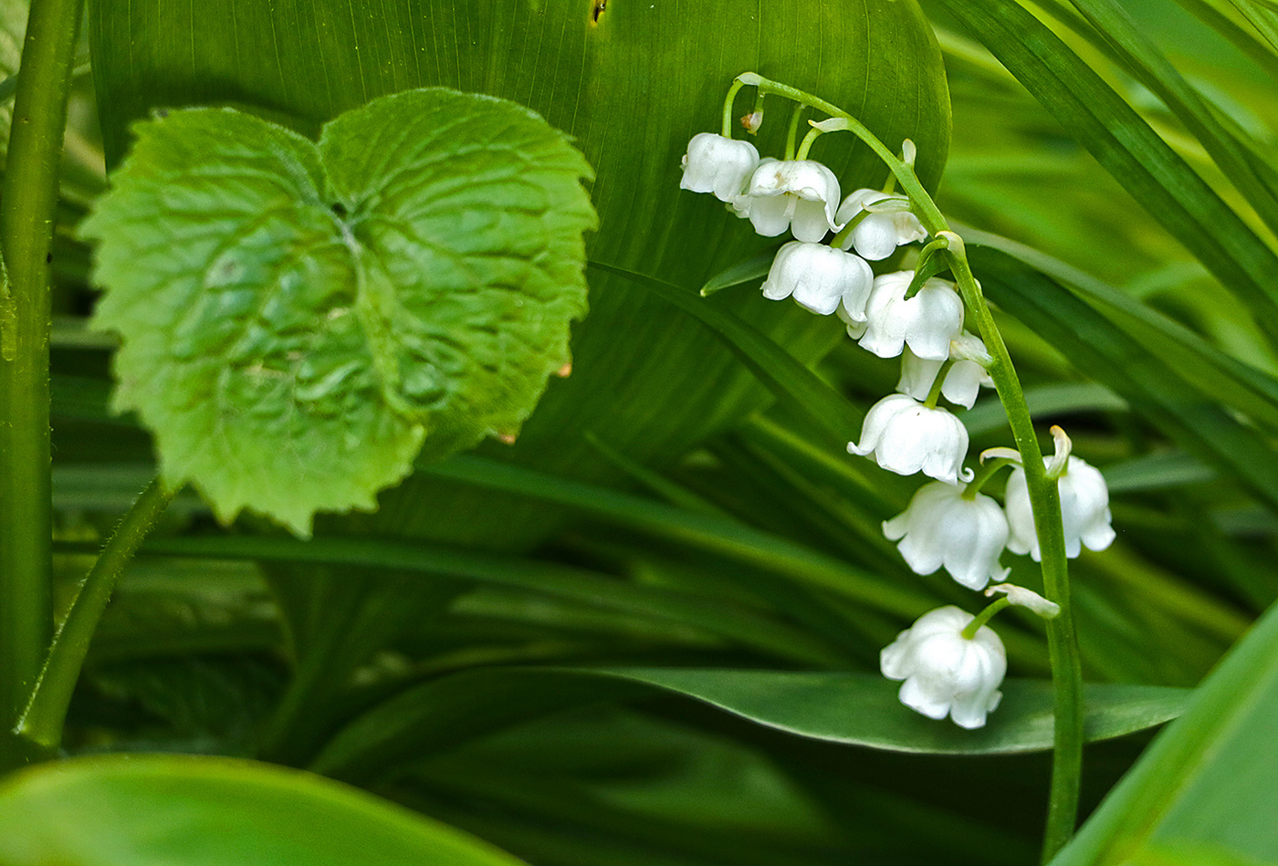 Ландыши - светлого мая привет