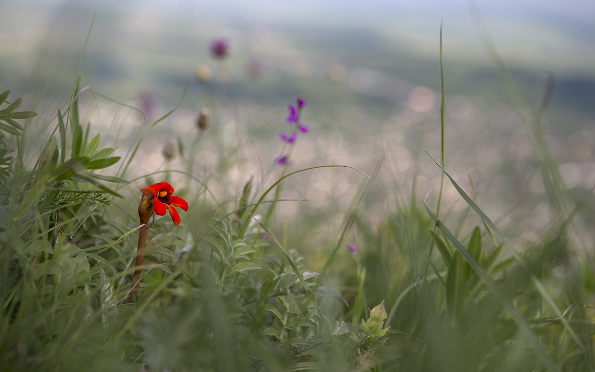 Так вот ты какой, цветочек аленький