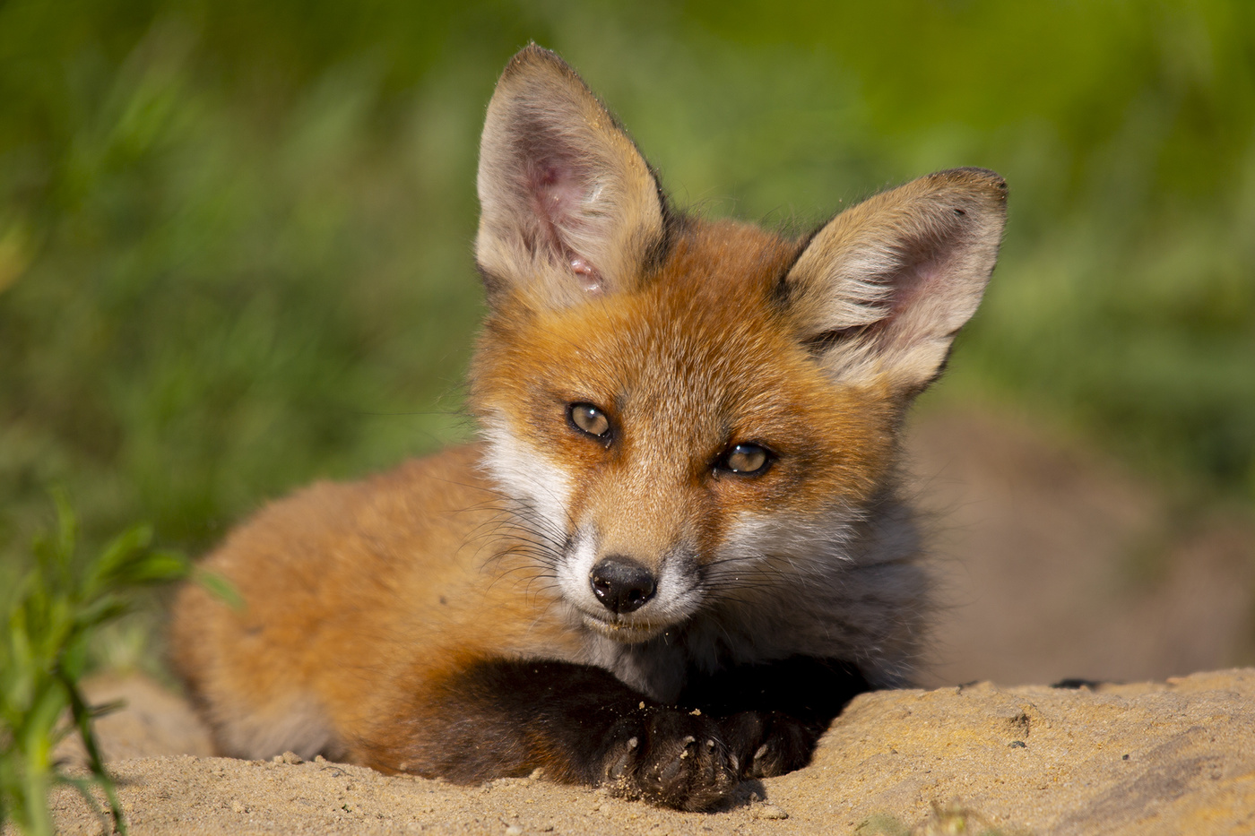 Кто там шумит